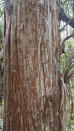Albany Trig Track Tree Trunk